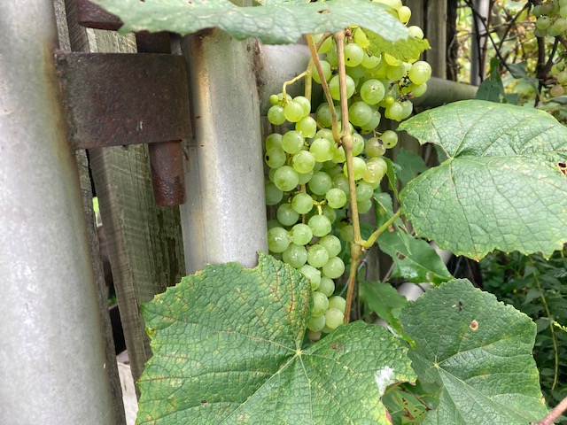 Green grapes on the vine