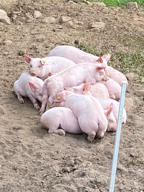 Some of our pigs sleeping in a pile